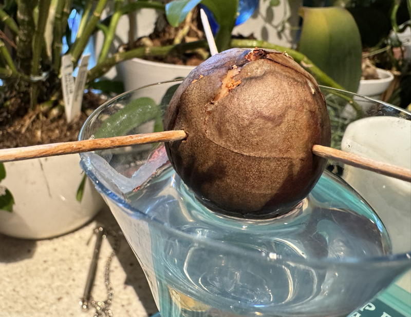 Avocado pit suspended over water