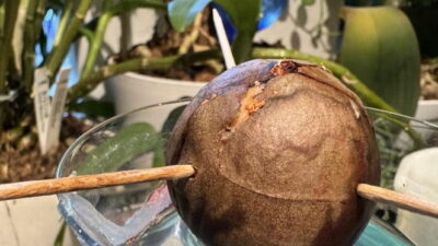 Avocado pit