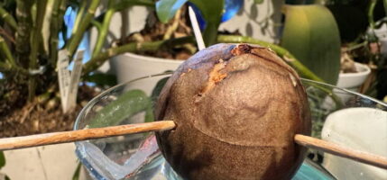 Avocado pit