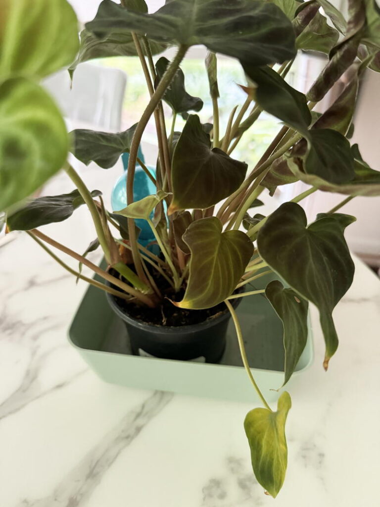Houseplant container in another container for bottom watering
