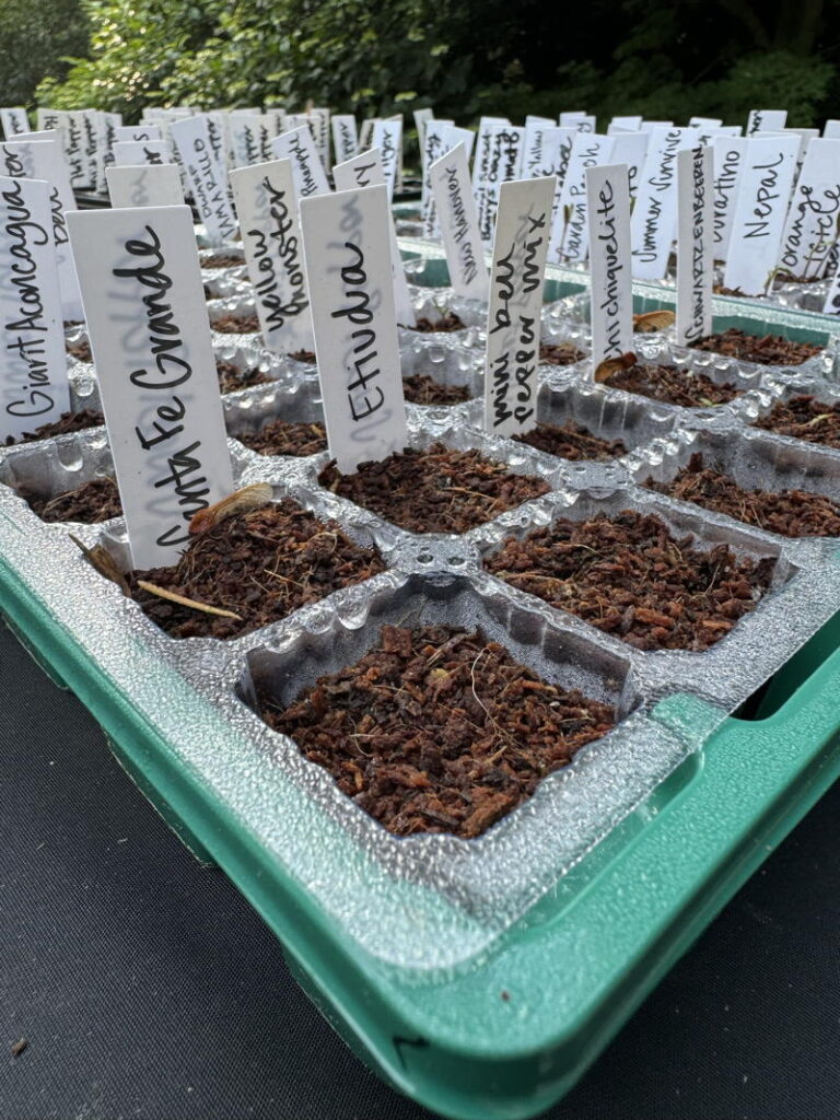 Seed tray