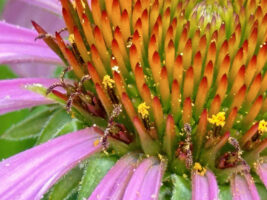 Capitulum of Echinacea purpurea (purple coneflower) showing female and male phases in June.