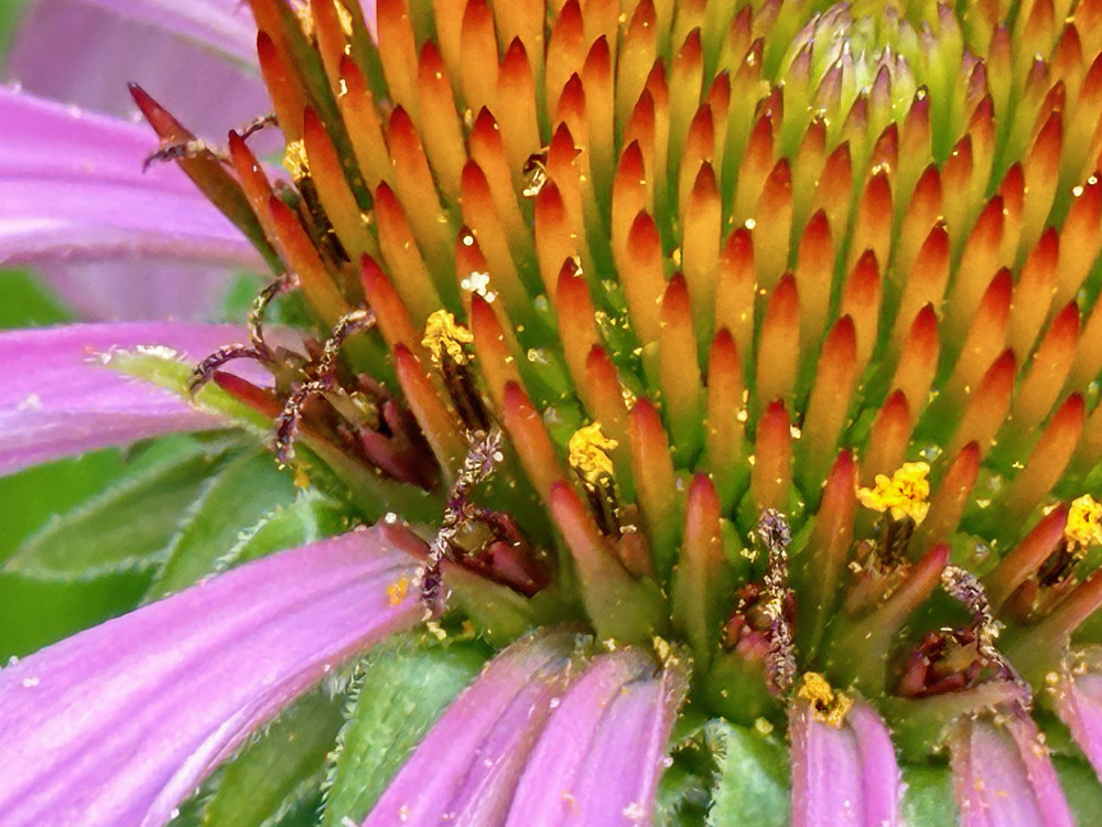Capitulum of Echinacea purpurea (purple coneflower) showing female and male phases in June.