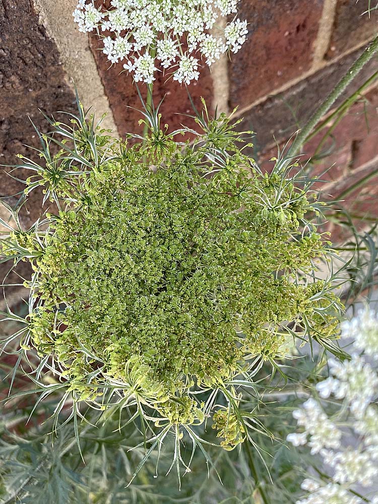 Daucus carota (wild carrot, Queen Anne's lace) umbels of flowers and developing schizocarps.
