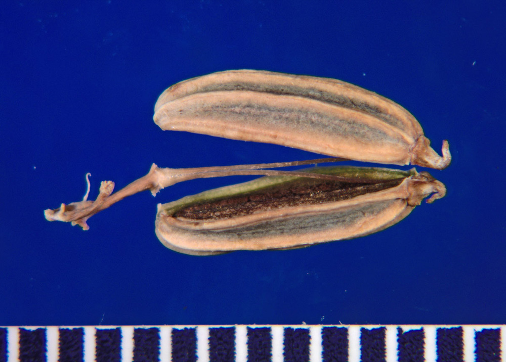 Foeniculum vulgare (fennel) schizocarp with mature mericarps separated and suspended at the tip of a forking central axis.