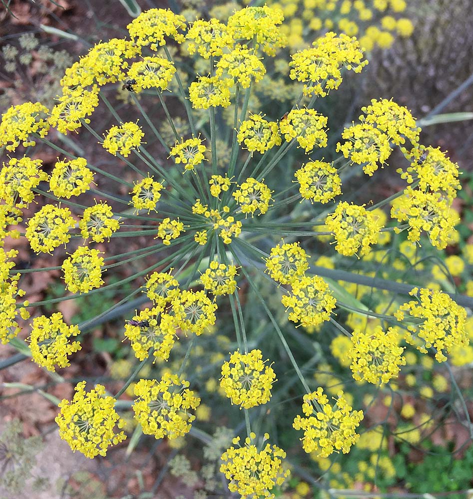 Foeniculum vulgare (fennel) umbels of flowers.