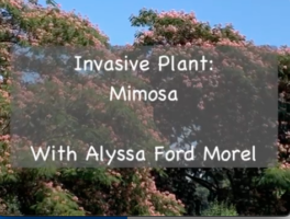 Invasive plant video Mimosa title slide
