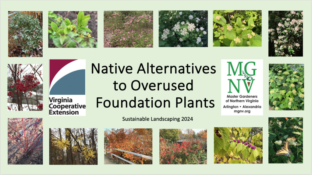 Native alternatives to overused foundation plants