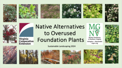 Native alternatives to overused foundation plants