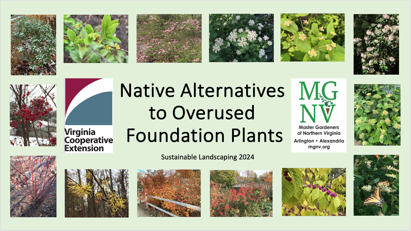 Native alternatives to overused foundation plants