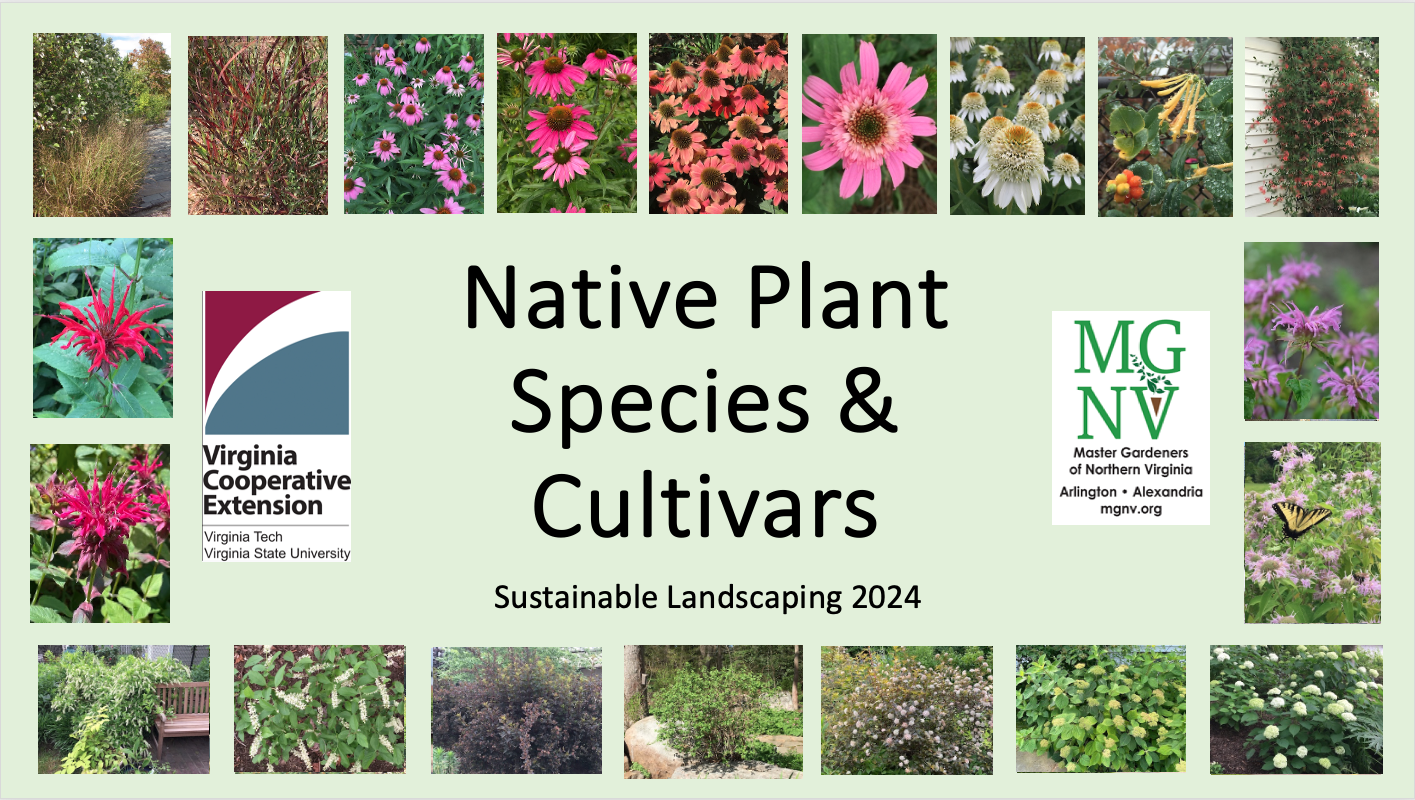 Native plant species and cultivars title slide
