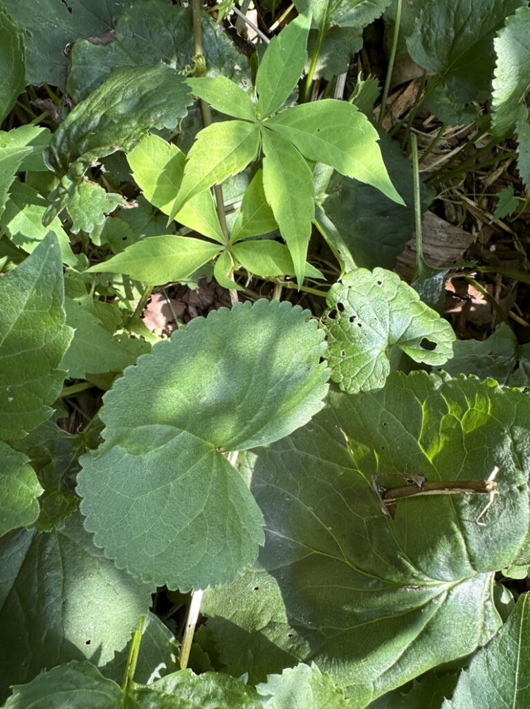Packera aurea (Golden Ragwort) and Parthenocissus quinquefolia (Virginia Creeper) intermingle to create a green mulch