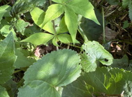Packera aurea (Golden Ragwort) and Parthenocissus quinquefolia (Virginia Creeper) intermingle to create a green mulch