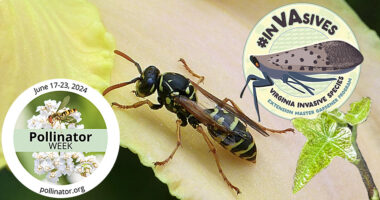 Pollinator Week Part 4. Invasive species: European paper wasp and English ivy.