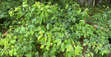 Sassafras albidum in the woods