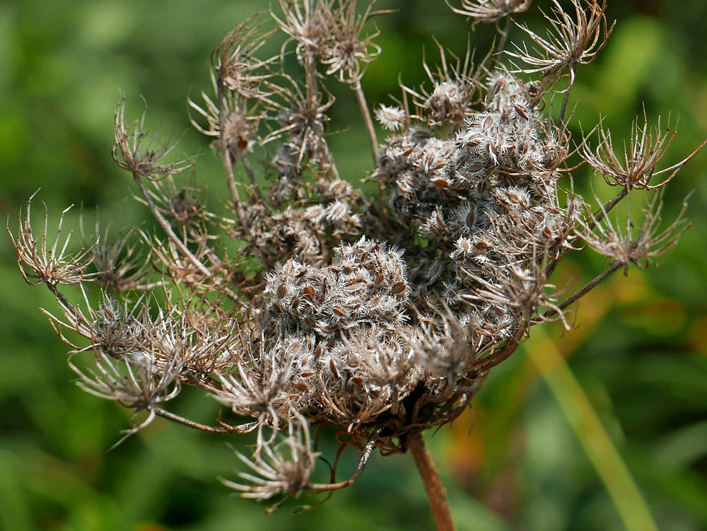 Daucus carota (wild carrot, Queen Anne's lace) umbels of schizocarps.