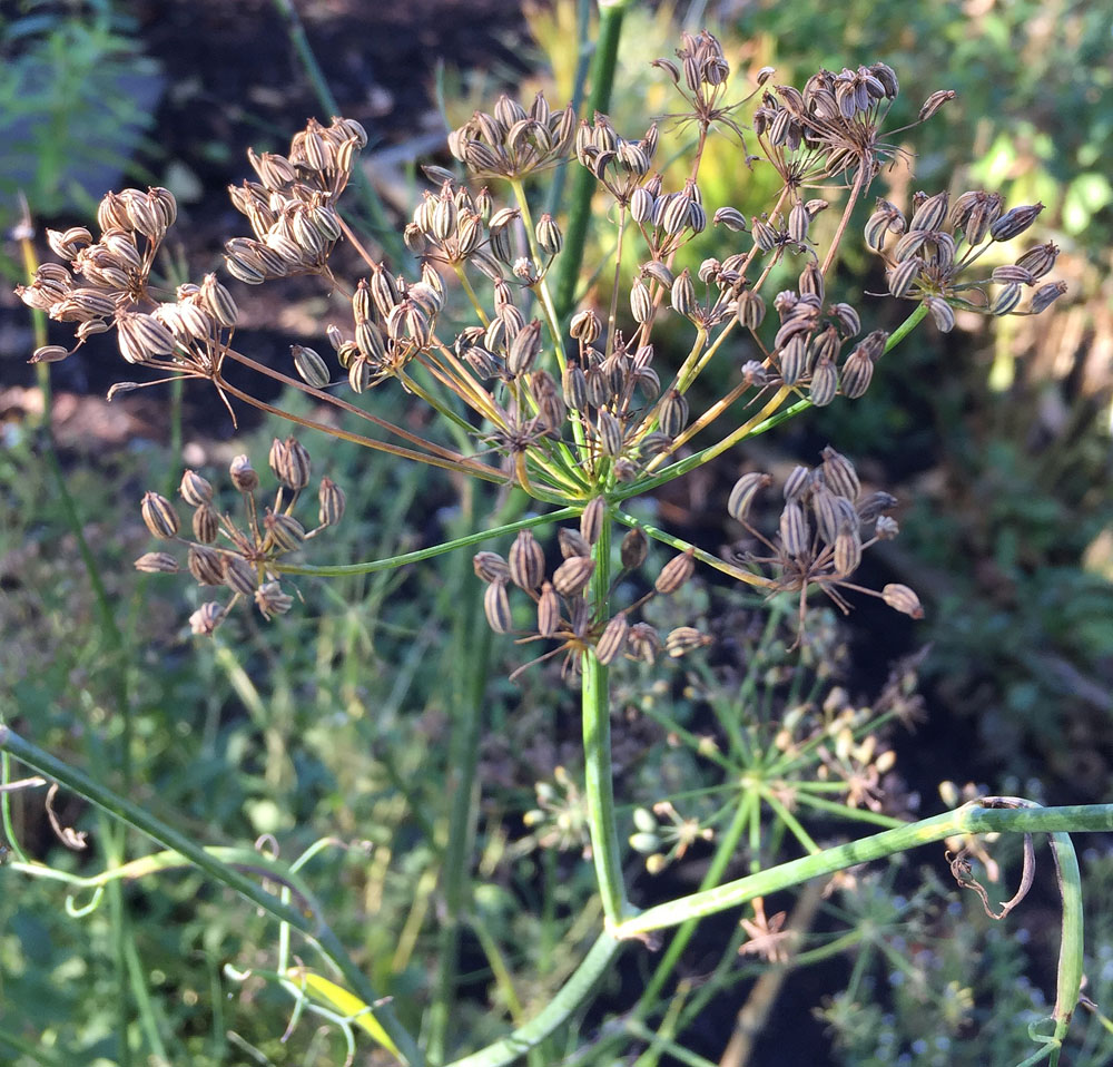 Foeniculum vulgare (fennel) umbels of schizocarps.