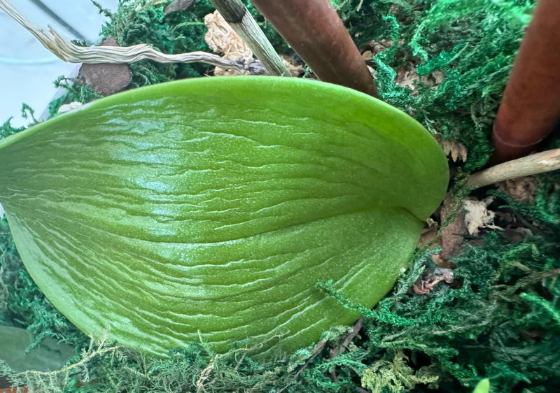 dehydrated orchid leaf