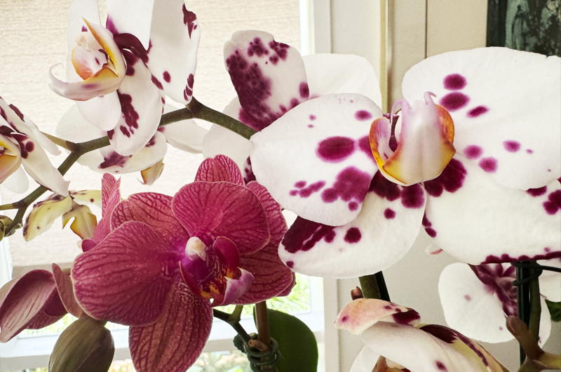 Phalaenopsis - moth orchids