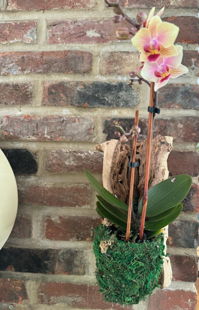 mounted orchid