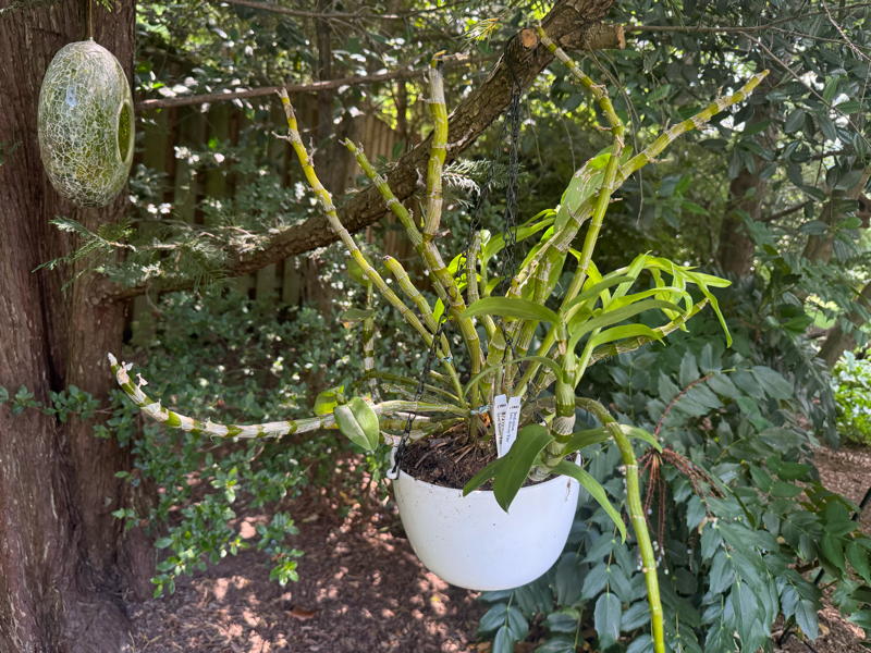 orchid in hanging basket outdoors