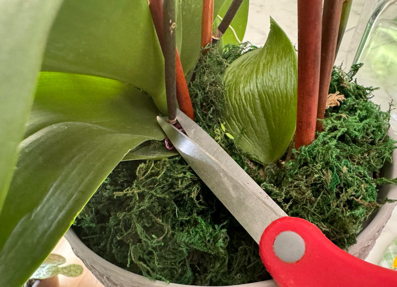 pruning orchid stem