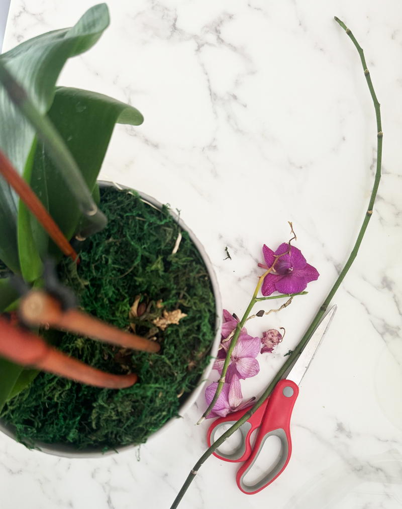 pruner and orchid