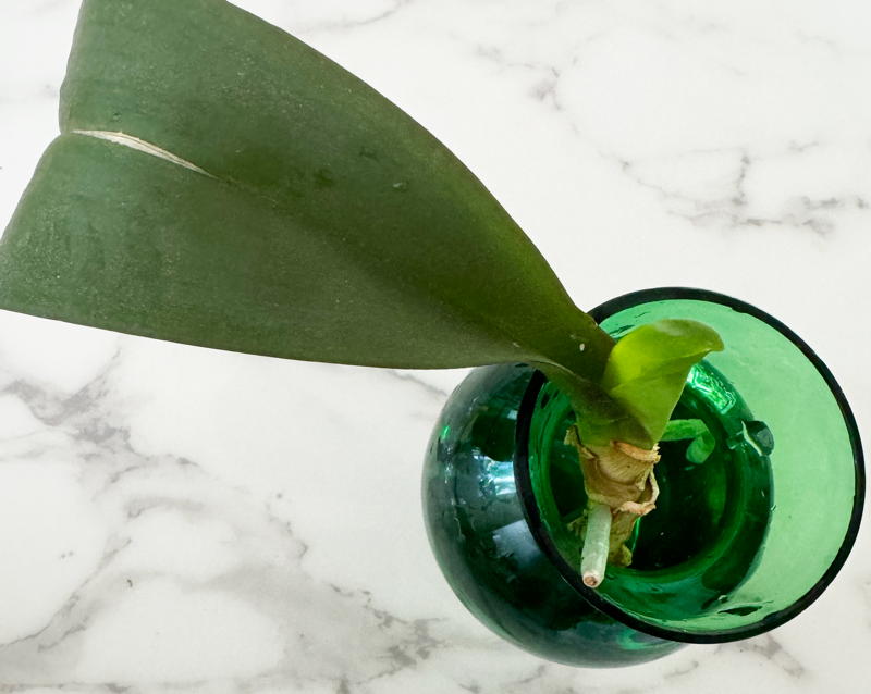 orchid in green bud vase