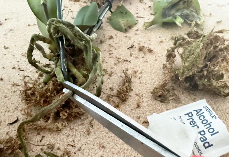 orchid roots trimmed with scissors
