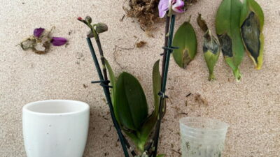 orchid out of pot once brought home