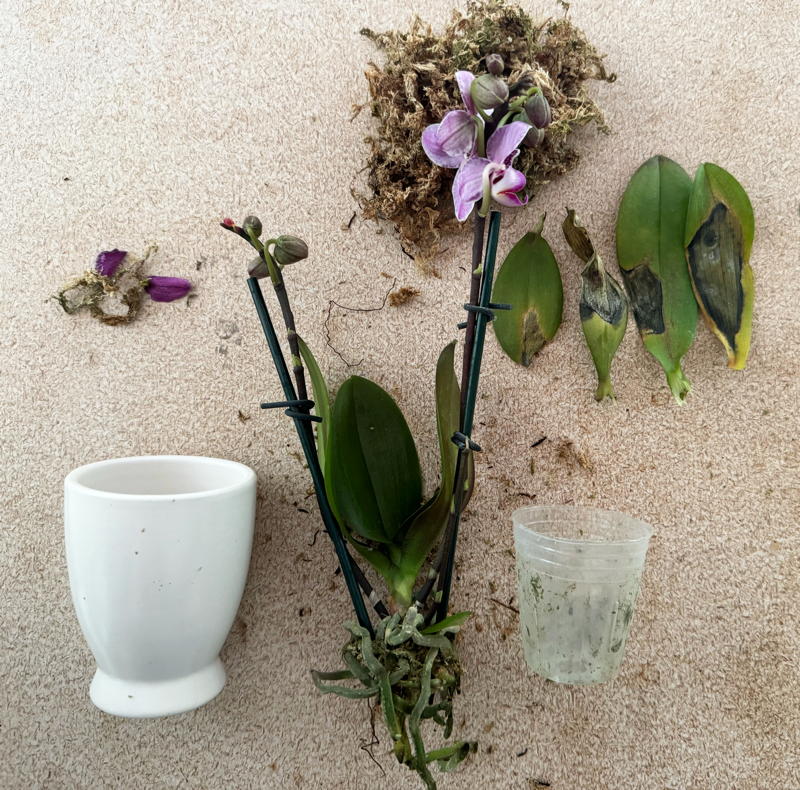 orchid out of pot once brought home