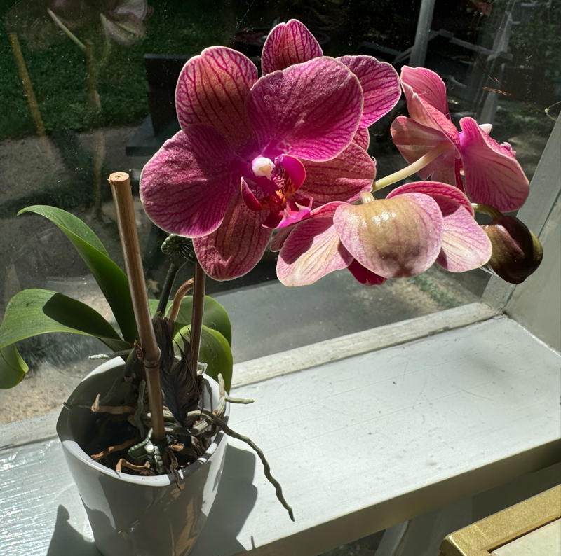orchid near window in winter