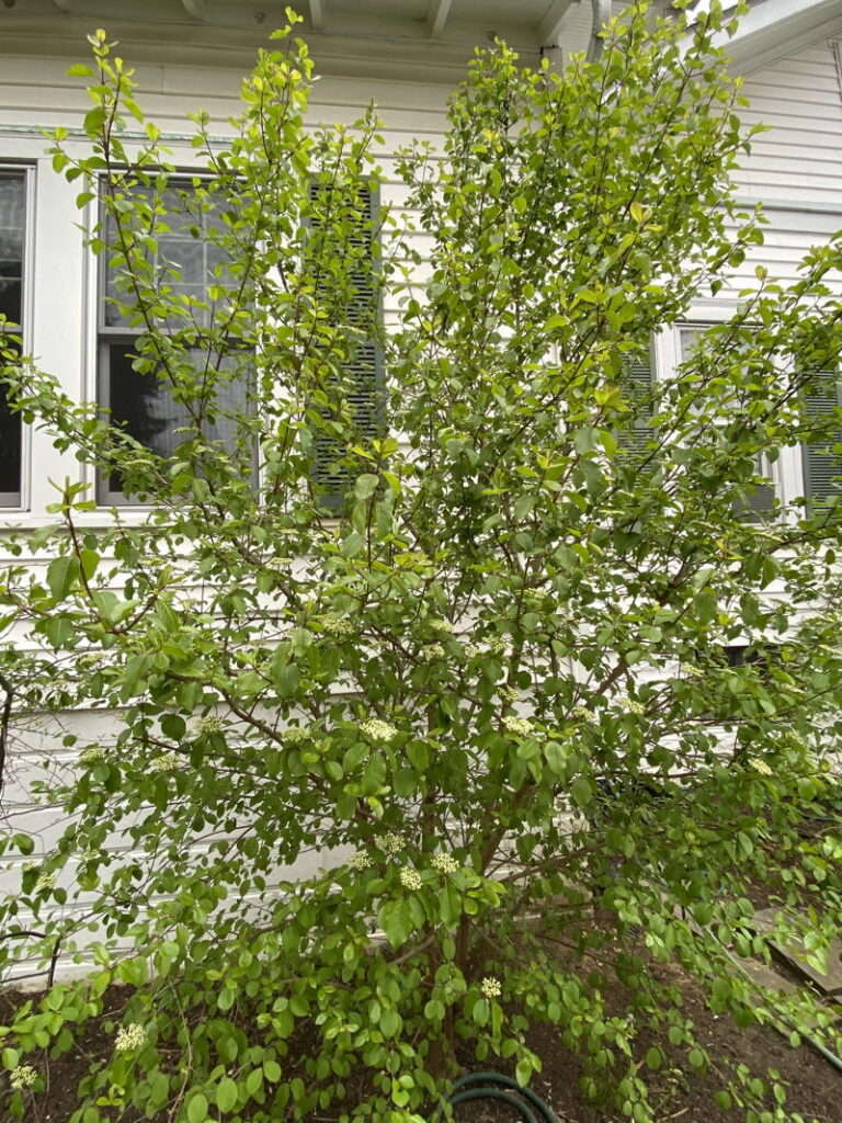 Black Haw can be allowed to grow as a large multi-stemmed shrub
