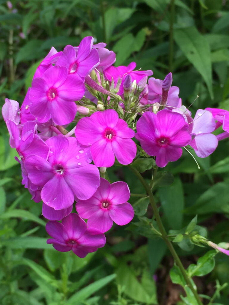 Garden phlox 