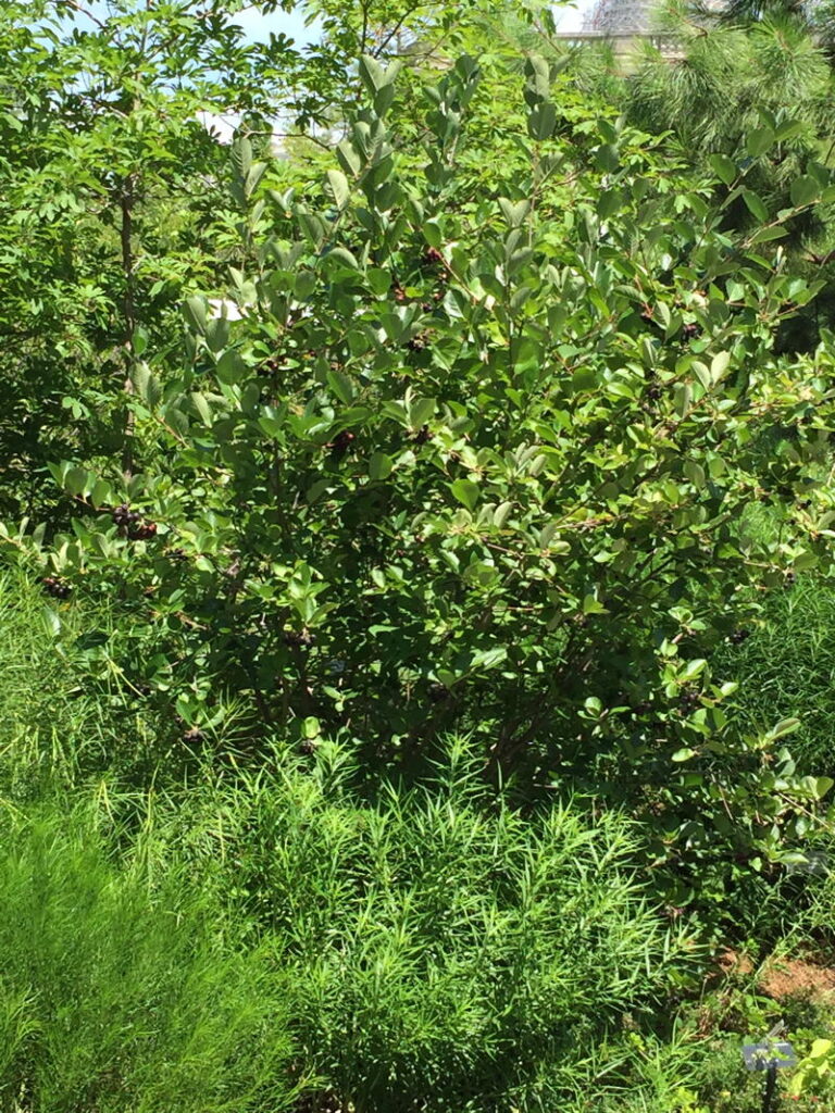 Black Chokeberry
