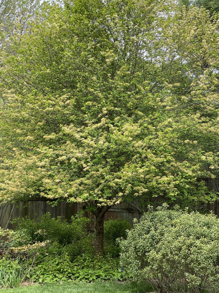 Black haw pruned as a tree with a single trunk

