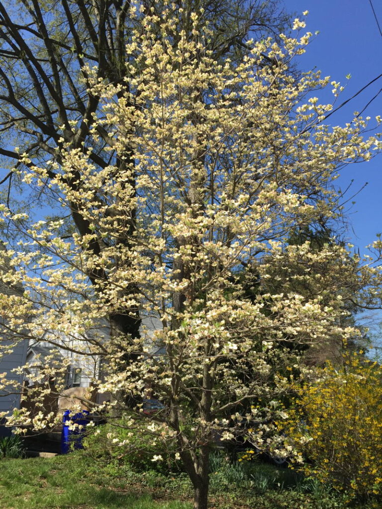 Dogwood
