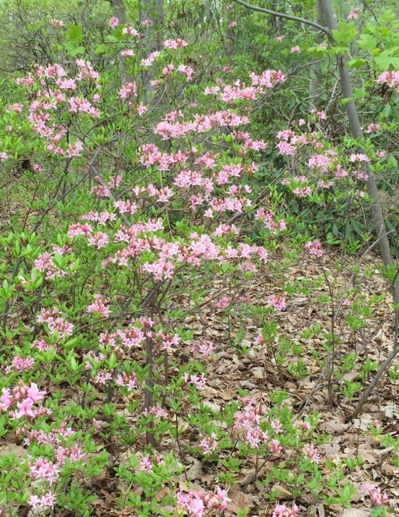 Native azaleas require little pruning, but their spent flowers should be removed
