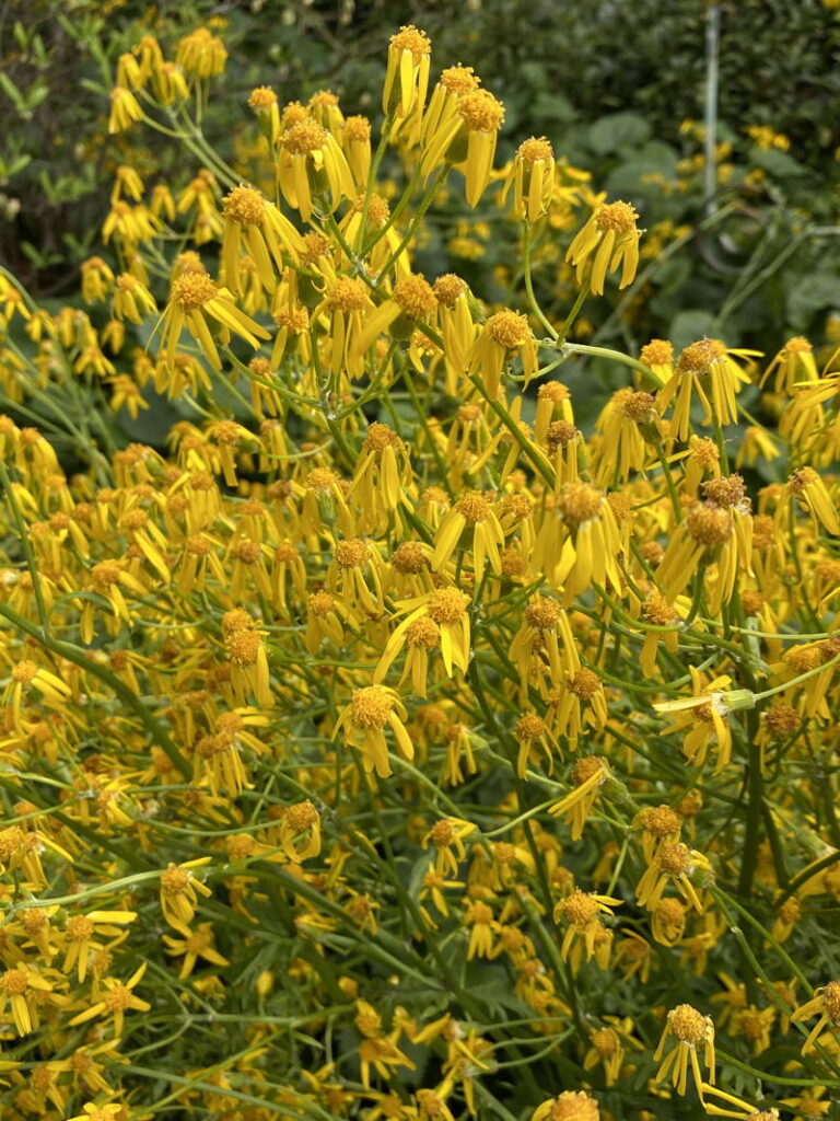 Golden ragwort in need of deadheading