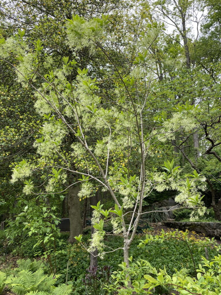 Fringetree
