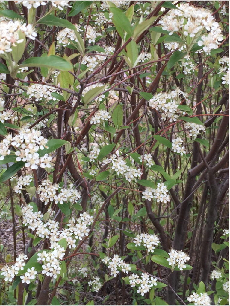 Red Chokeberry
