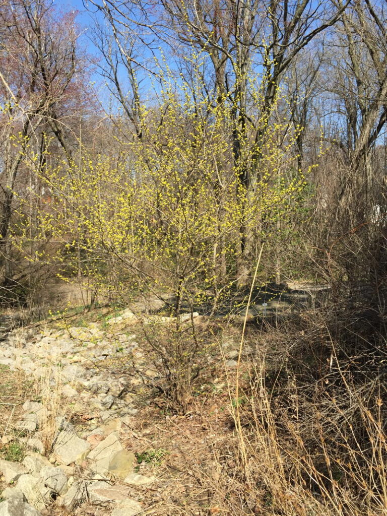 Spicebush requires little pruning
