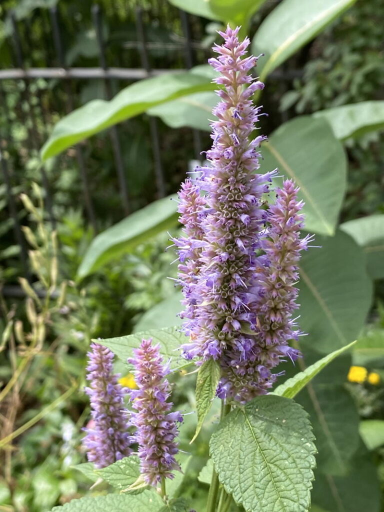 Deadhead anise hyssop for rebloom
