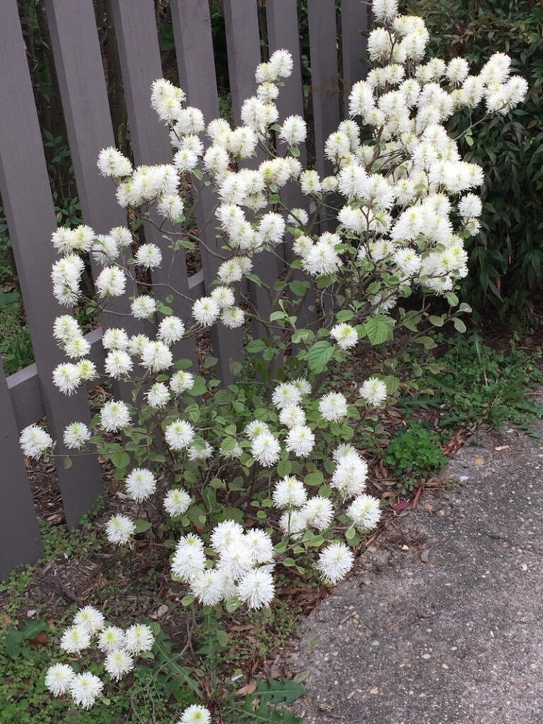 Fothergilla