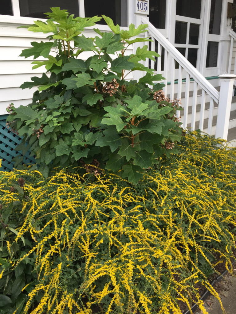Goldenrod