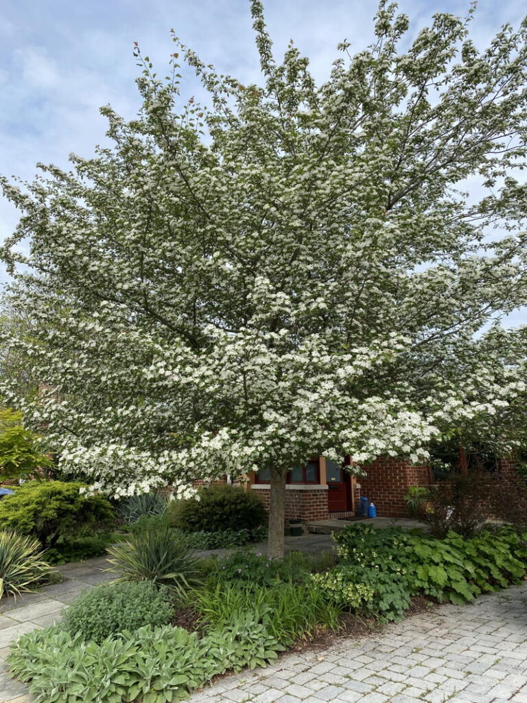 Hawthorn