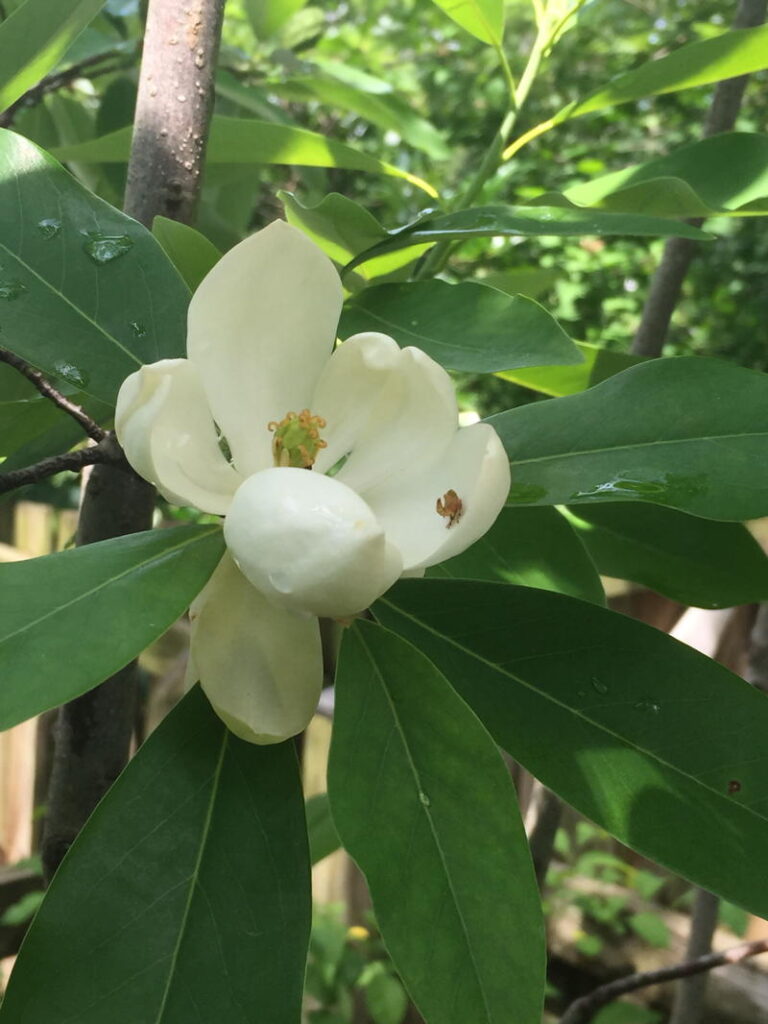 Magnolia
