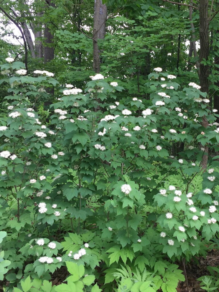 Mapleleaf Viburnum
