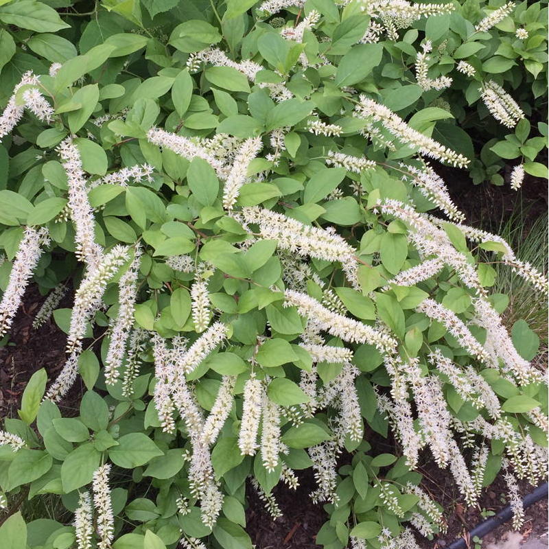 Virginia Sweetspire is a suckering shrub