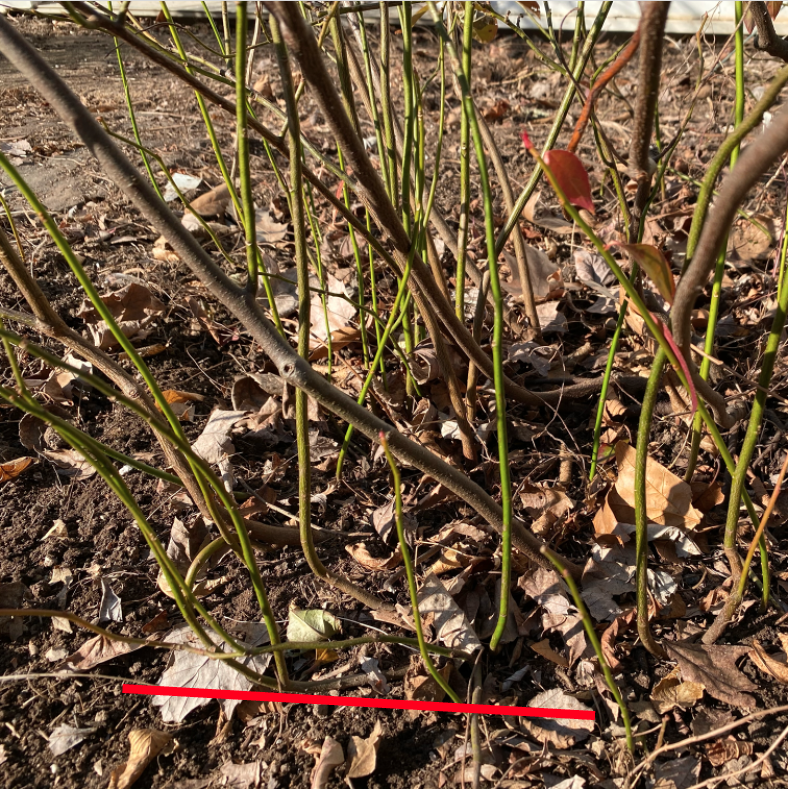 Sprouts can be trimmed and propagated
